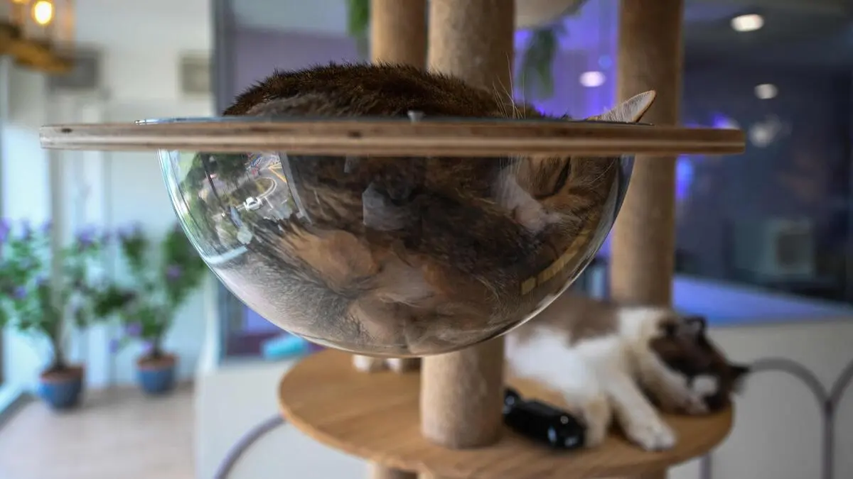 Warum Katzen am liebsten auf der linken Seite schlafen